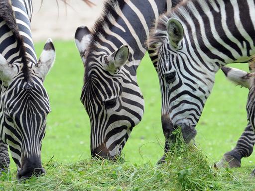 Drei Zebras grasen im Tierpark in Cottbus.