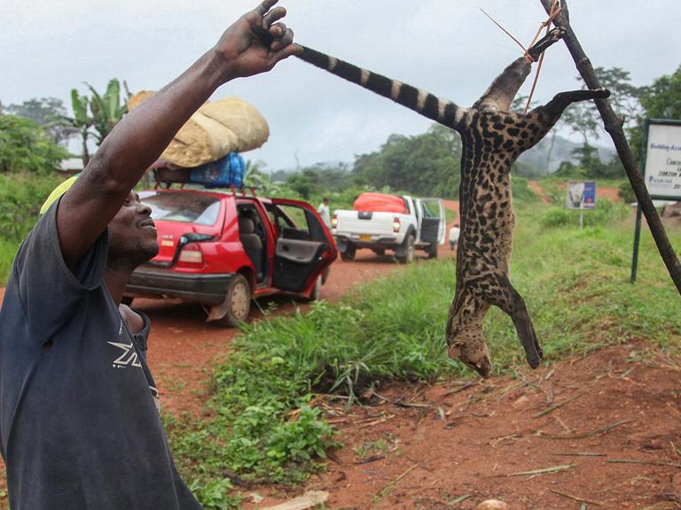 Afrikaner hat ein Tier aus dem Busch gefangen.