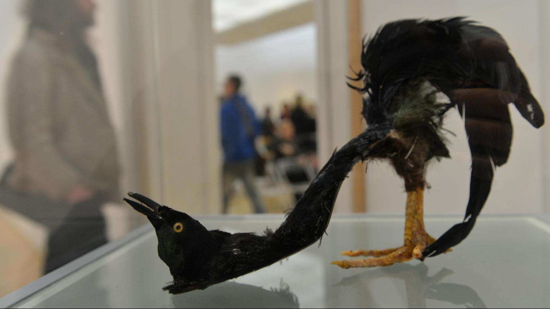 Surrealistisch anmutendes Schuhobjekt in Form eines Raubvogels. Surrealistisch anmutendes Schuhobjekt in Form eines Raubvogels.