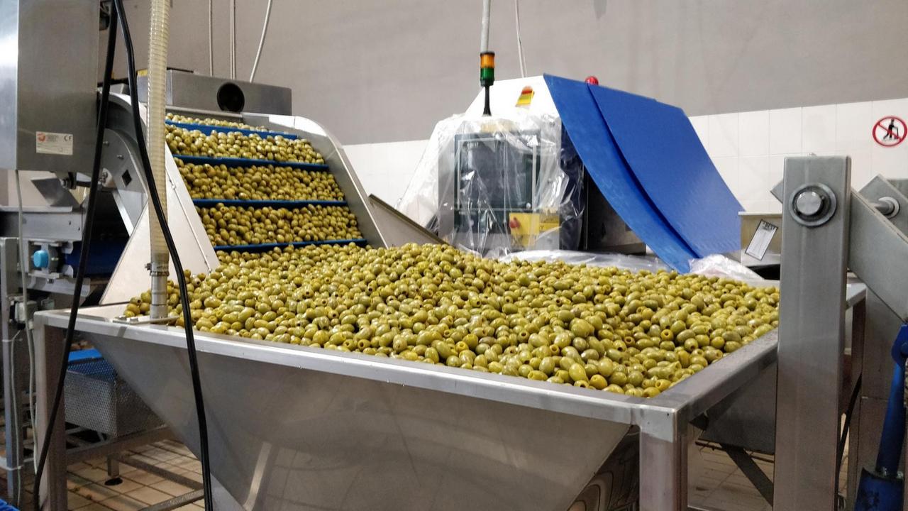 Tausende Oliven liegen in einer Metallwanne