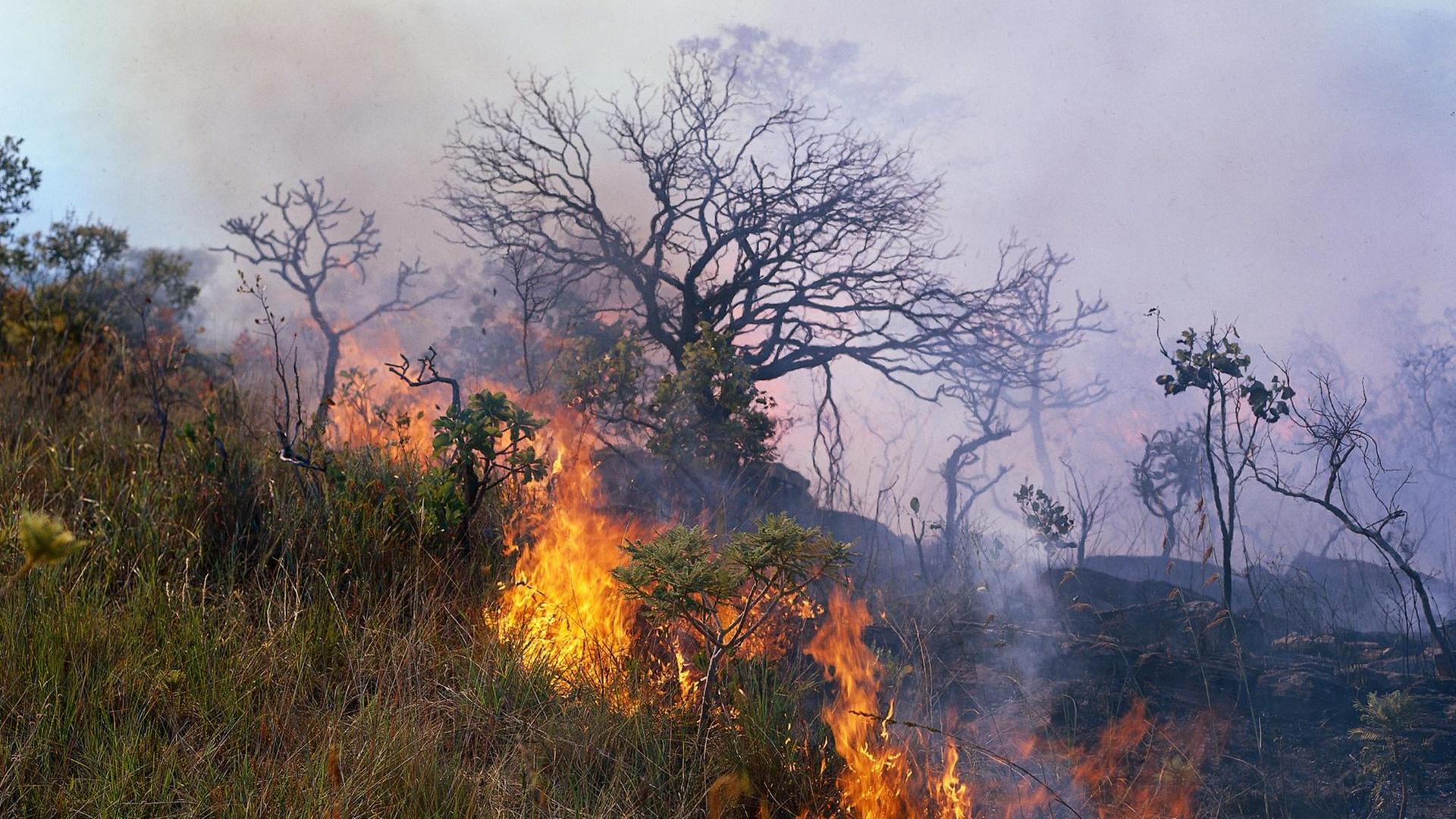 Brandrodung Abholzung Bäume von Bäume Regenwald brennend Feuer deforestation of rain forest Brasilien Brandrodung, Brasilien | Verwendung weltweit Brandrodung Abholzung Bäume von Bäume Regenwald brennend Feuer deforestation of rain forest Brasilien Brandrodung, Brasilien | Verwendung weltweit