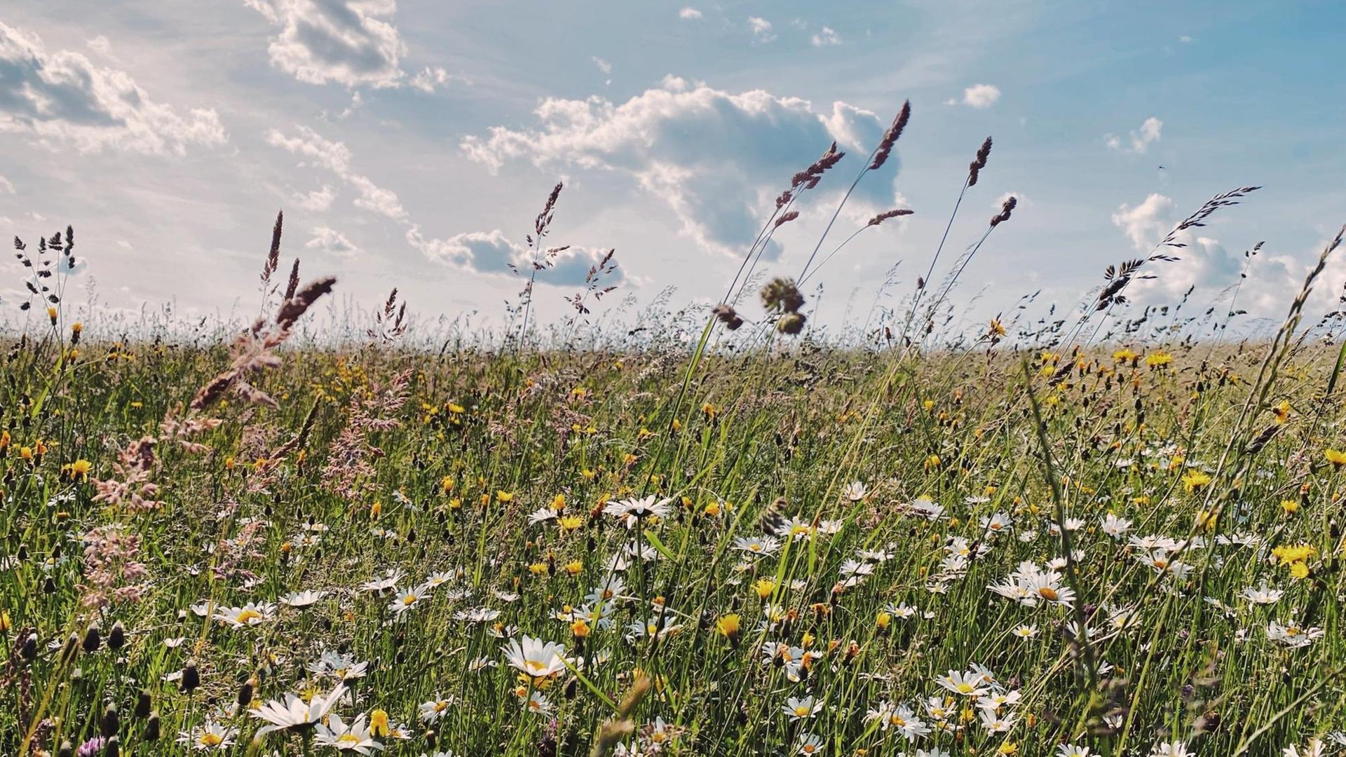 Blick über eine Blumenwiese in der Sonne. Blick über eine Blumenwiese in der Sonne.