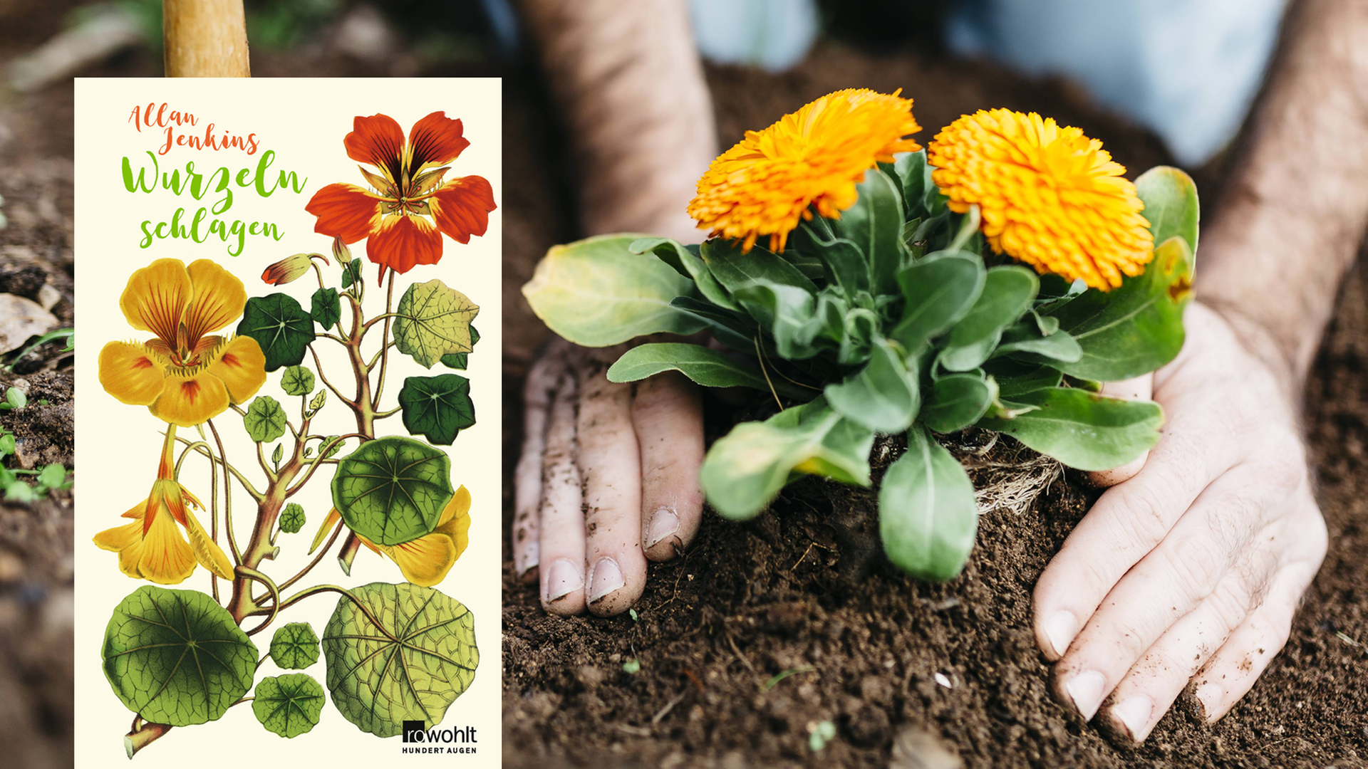 Eine Großaufnahme zweier Männerhände, die eine gelbe Blume ins Erdreich pflanzen. Eine Großaufnahme zweier Männerhände, die eine gelbe Blume ins Erdreich pflanzen.