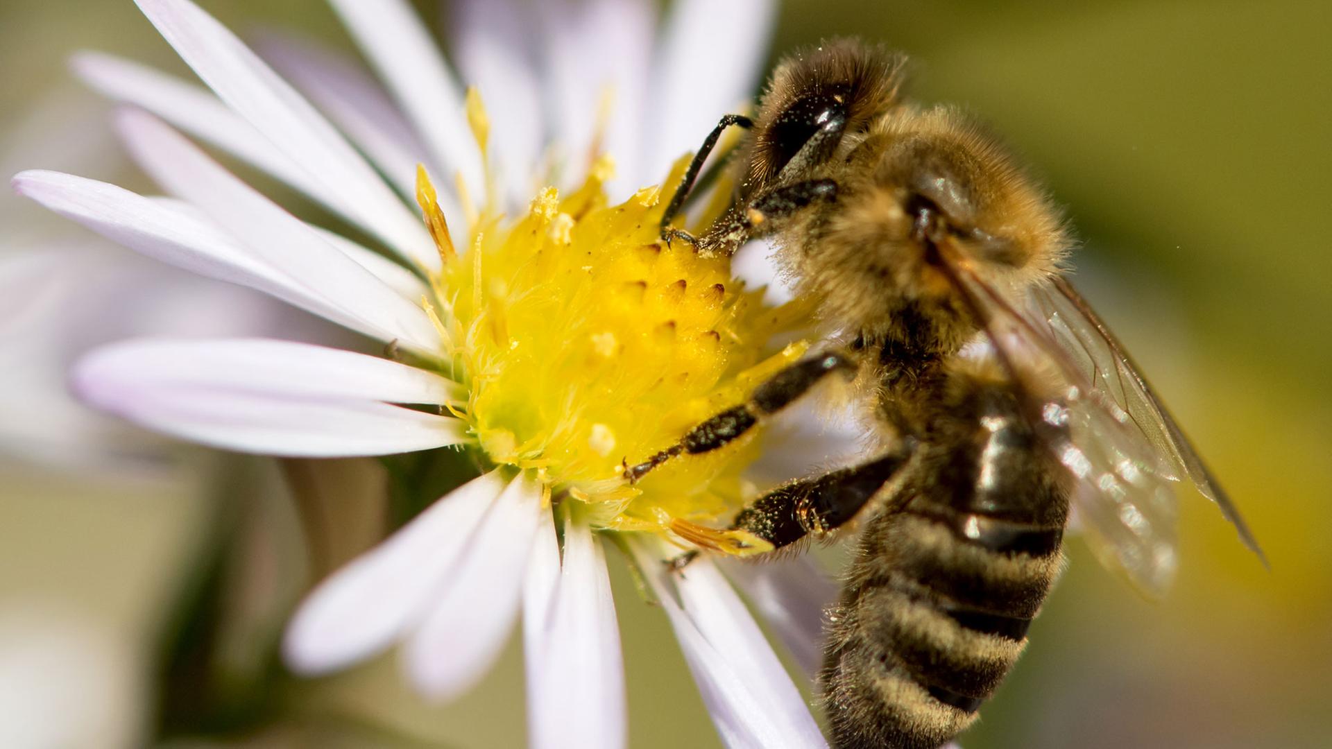 Eine Biene sammelt Pollen auf einer Blüte. Eine Biene sammelt Pollen auf einer Blüte.
