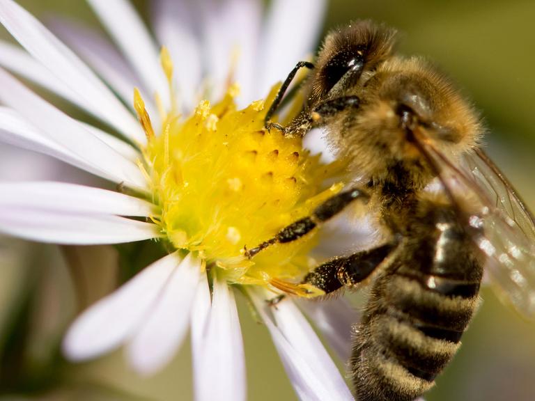 Eine Biene sammelt Pollen auf einer Blüte.