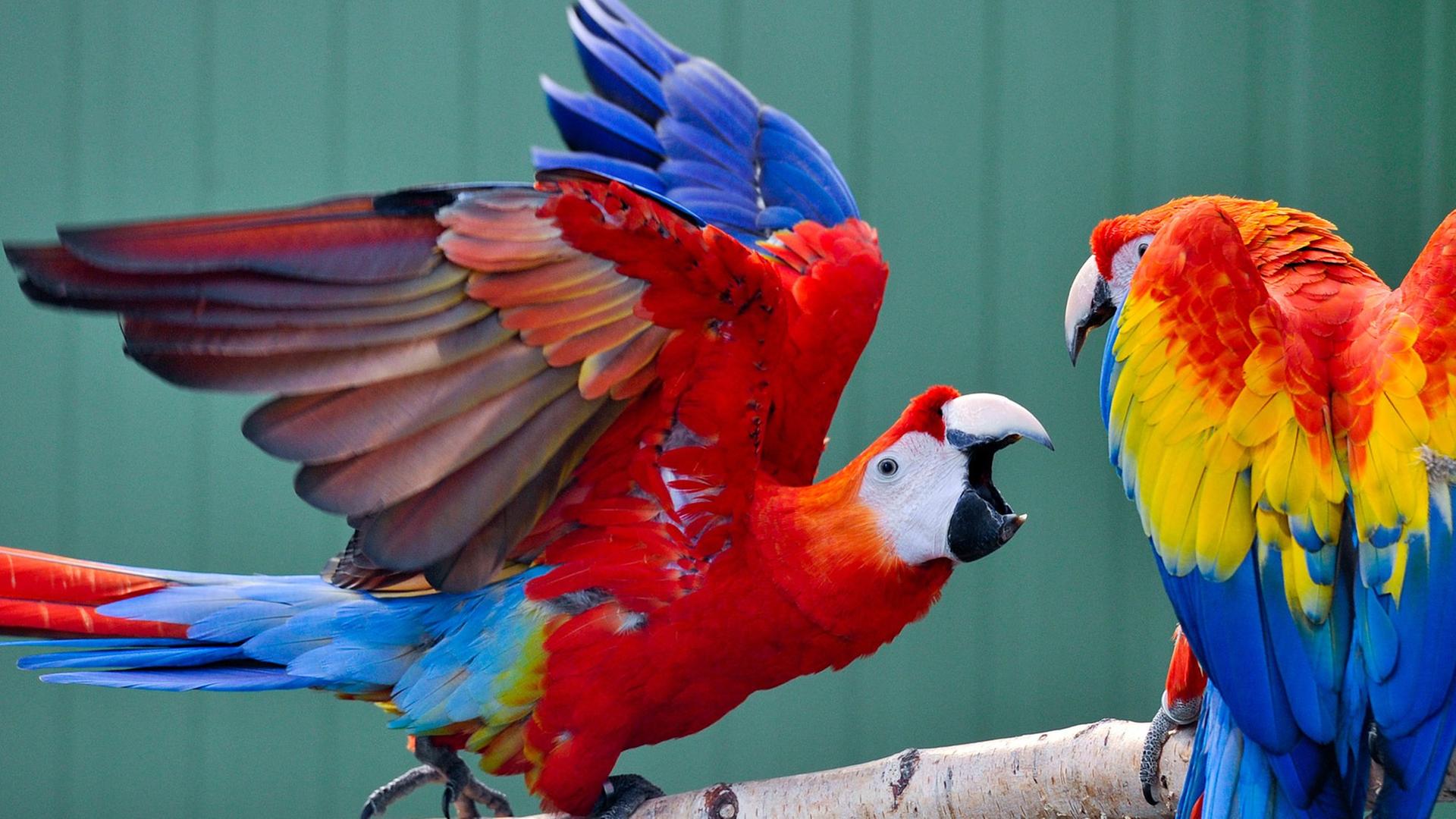 Zwei Hellrote Aras (lat. Ara macao) - auch Arakanga genannt. Eine Papageienart aus der Gattung der Eigentlichen Aras.