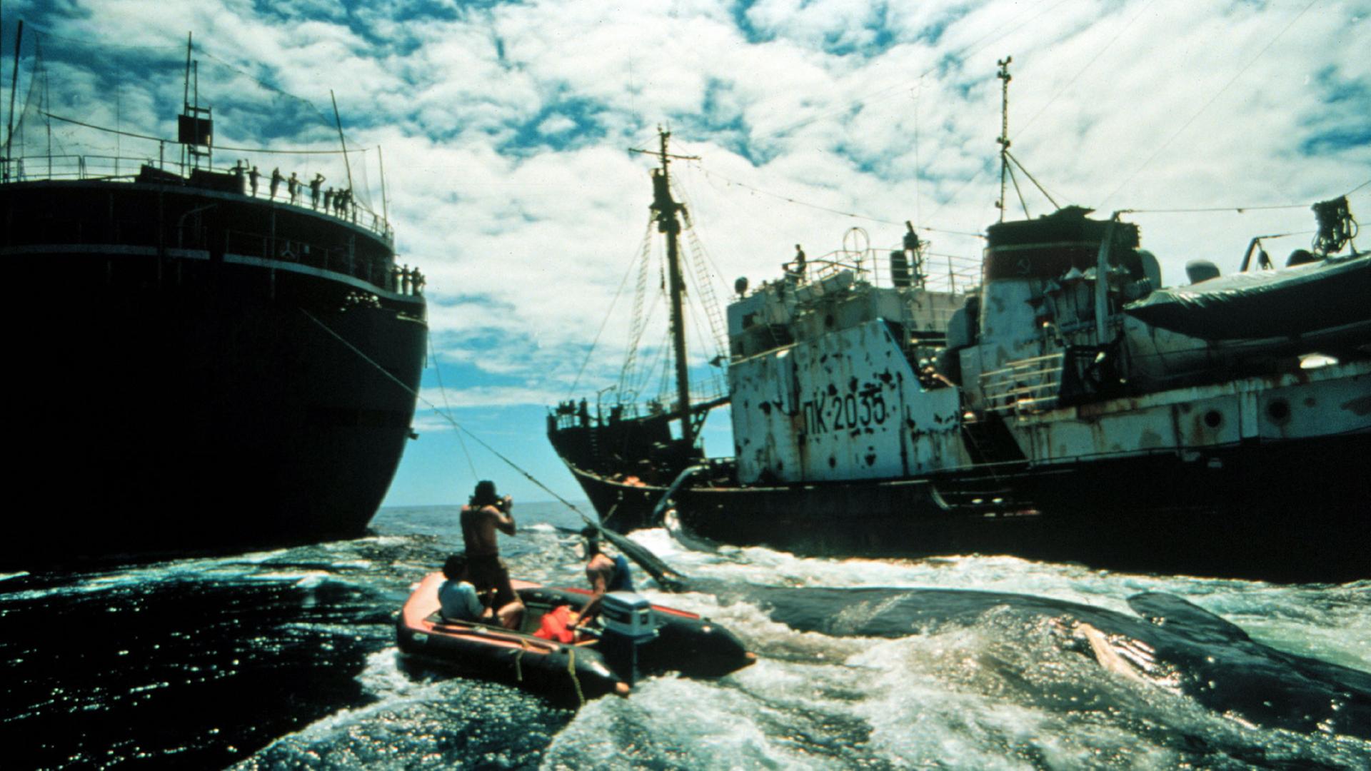 Mit dem Schlauchboot gegen Walfänger Mit dem Schlauchboot gegen Walfänger