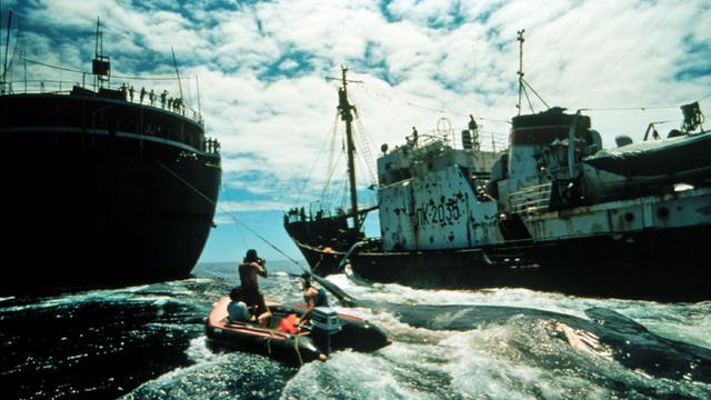 Mit dem Schlauchboot gegen Walfänger