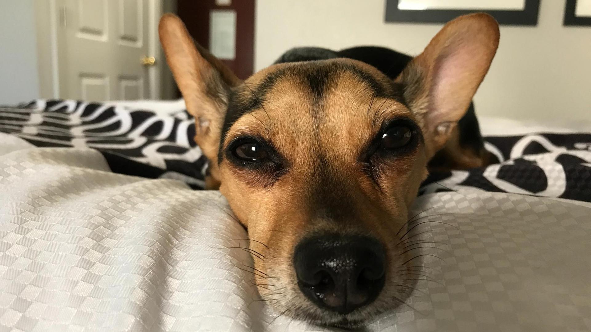 Ein Hund liegt auf einem Bett und guckt entspannt in die Kamera. Ein Hund liegt auf einem Bett und guckt entspannt in die Kamera.