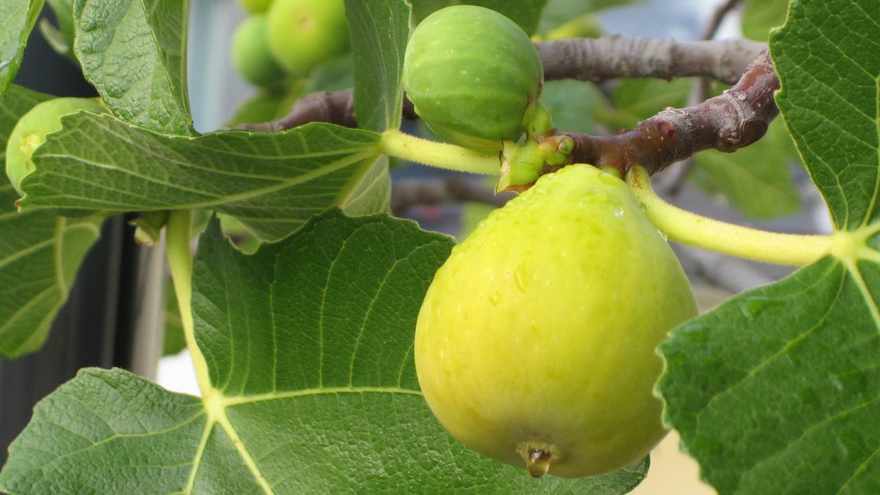 Feigenbaum mit Früchten, aufgenommen in Frankfurt am Main Feigenbaum mit Früchten, aufgenommen in Frankfurt am Main
