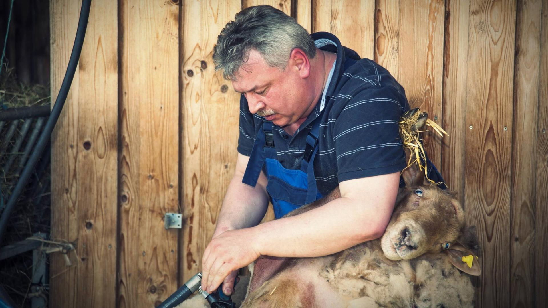 Ein Landwirt schert ein Schaf. Ein Landwirt schert ein Schaf.