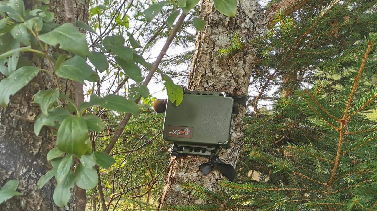 Ein grüner Kasten mit einem Mikrofon ist um einen Baumstamm geschnallt.