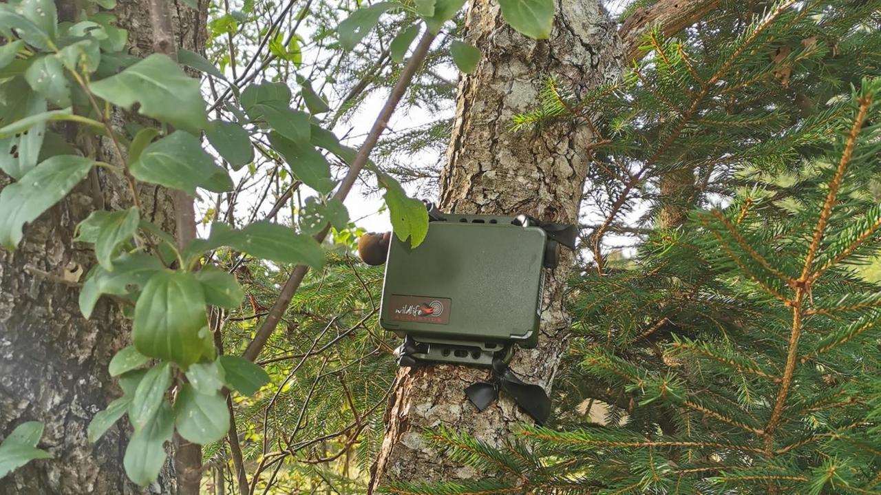 Ein grüner Kasten mit einem Mikrofon ist um einen Baumstamm geschnallt. Ein grüner Kasten mit einem Mikrofon ist um einen Baumstamm geschnallt.