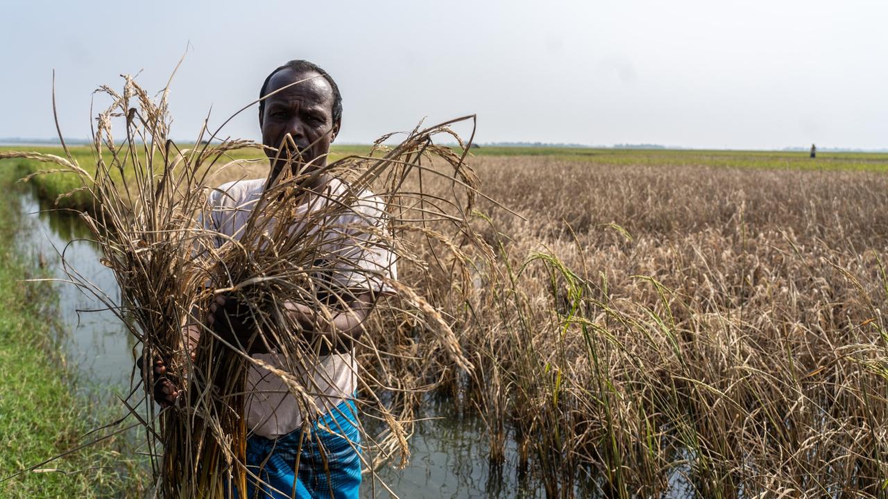 Ein Reisbauer hält ein Bündel mit geschädigten Reisähren im Arm