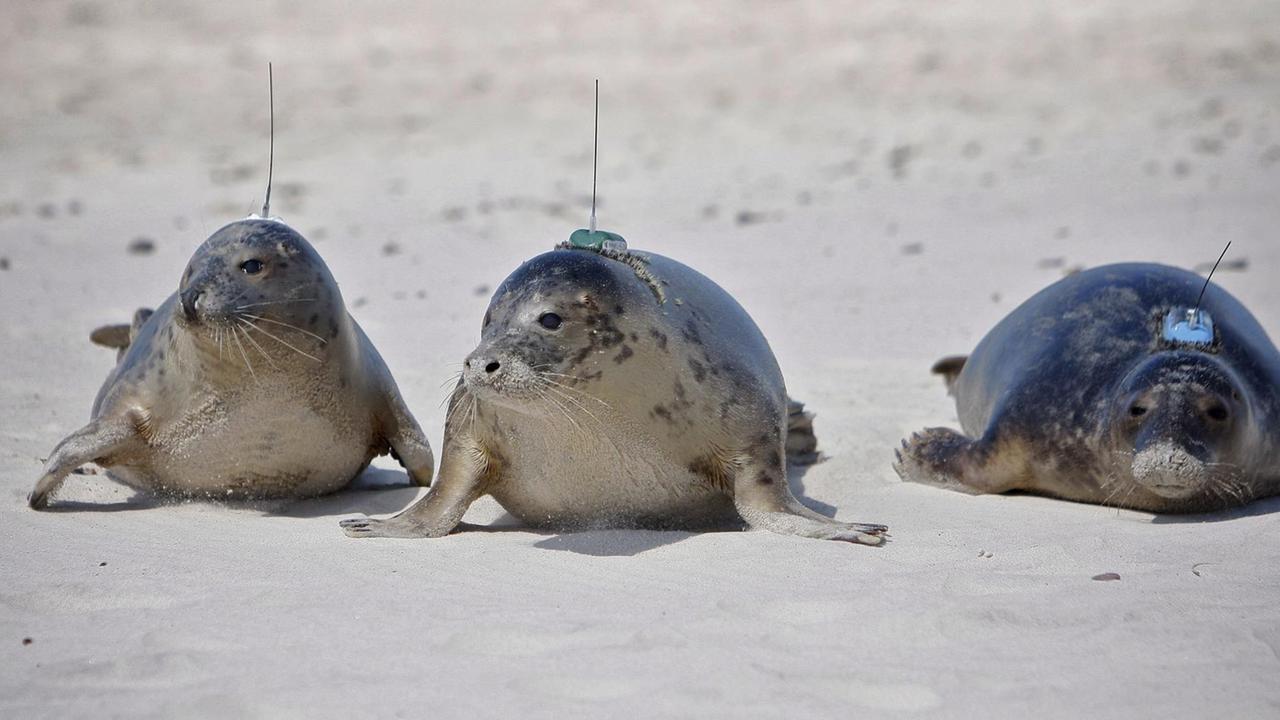 Kegelrobben werden in die Ostsee freigelassen, nachdem sie "besendert" worden sind Kegelrobben werden in die Ostsee freigelassen, nachdem sie "besendert" worden sind