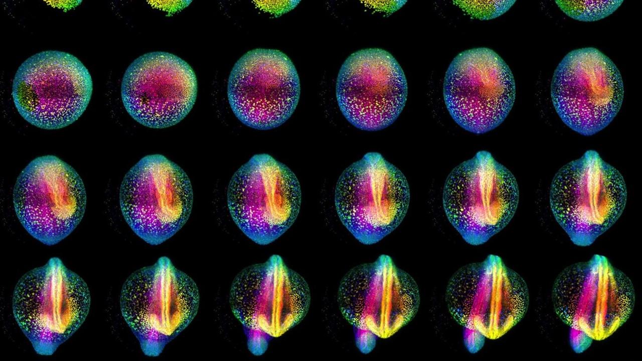 2518778287_Huisken_Zebrafish_Gastrulation.jpg 2518778287_Huisken_Zebrafish_Gastrulation.jpg