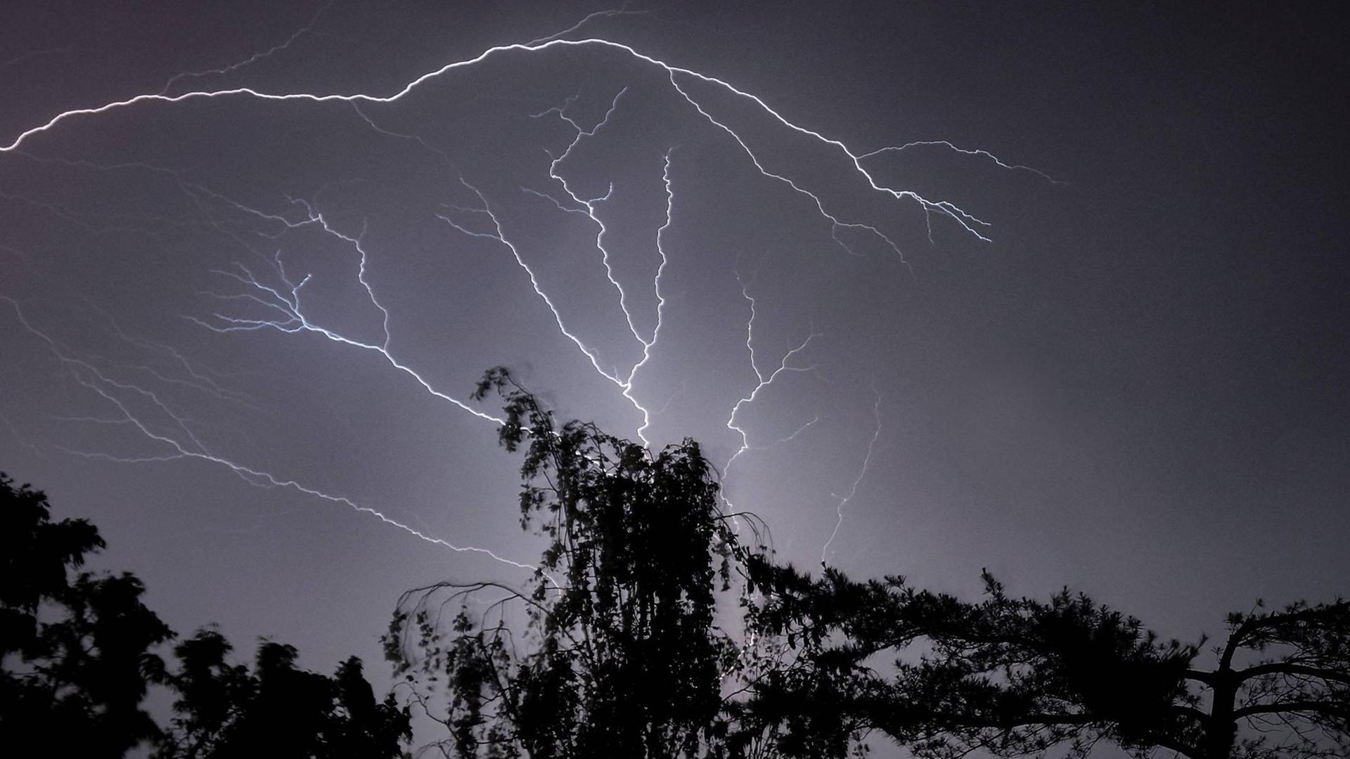 Ein mehrfach verzweigter Blitz am dunklen Himmel über der Silhouette eines Baumes Ein mehrfach verzweigter Blitz am dunklen Himmel über der Silhouette eines Baumes