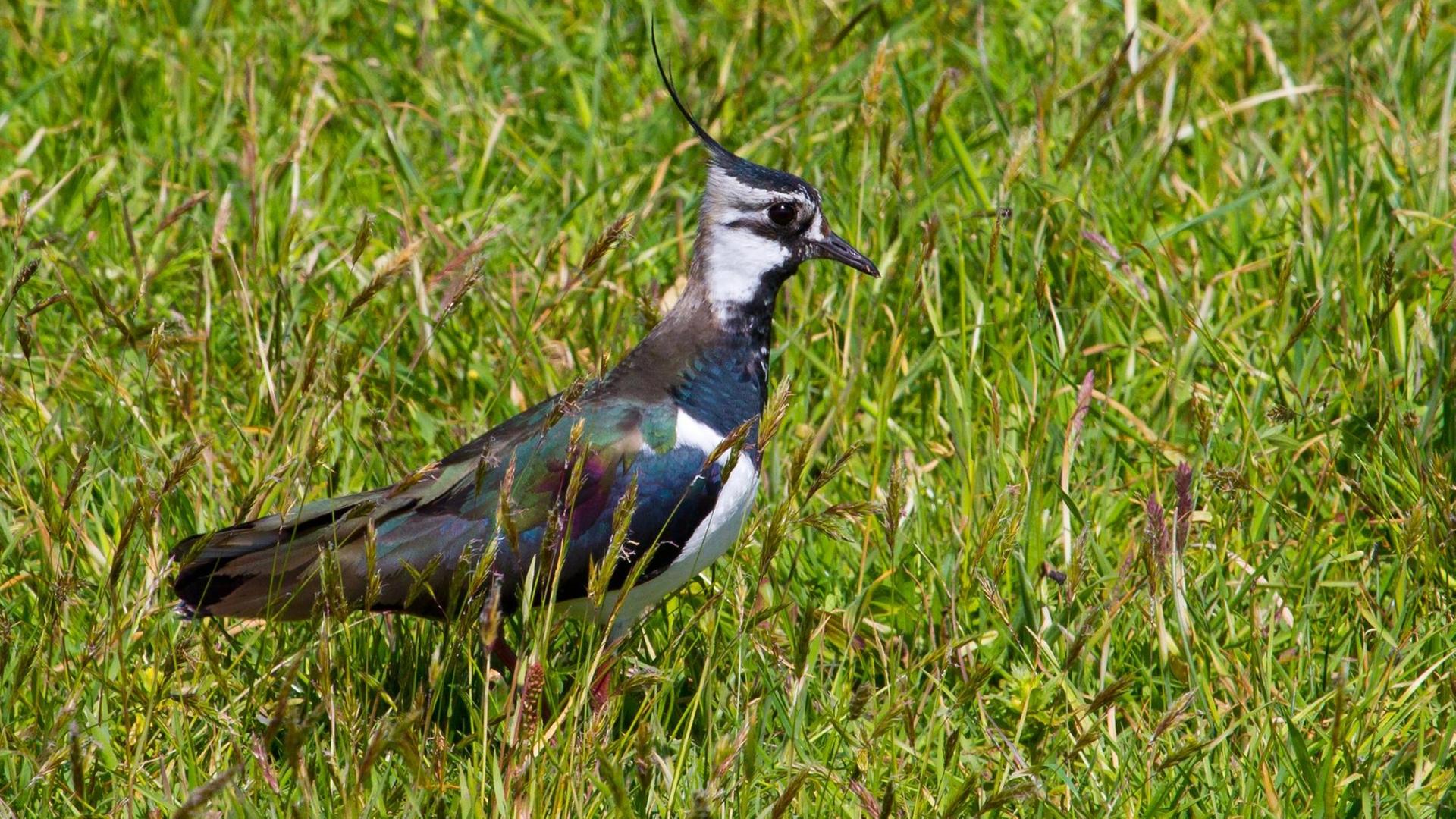 Ein Kiebitz auf einer Wiese in Ostfriesland Ein Kiebitz auf einer Wiese in Ostfriesland
