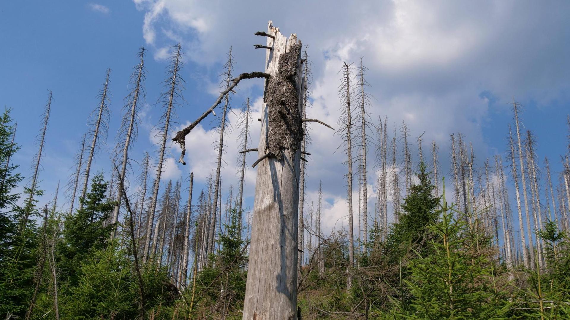 Der Wald leidet unter der Trockenheit Der Wald leidet unter der Trockenheit
