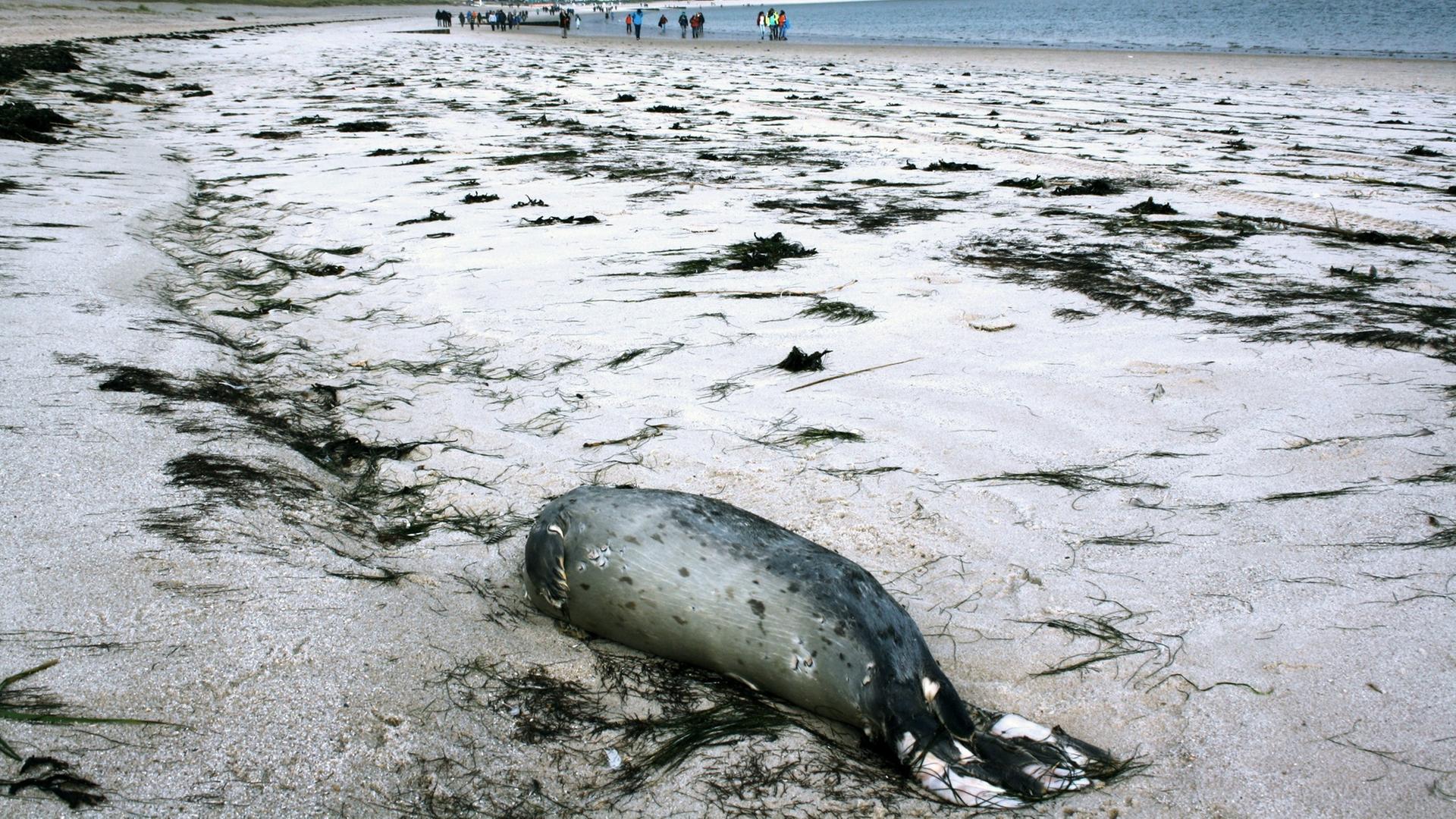 Ein toter Seehund am Strand