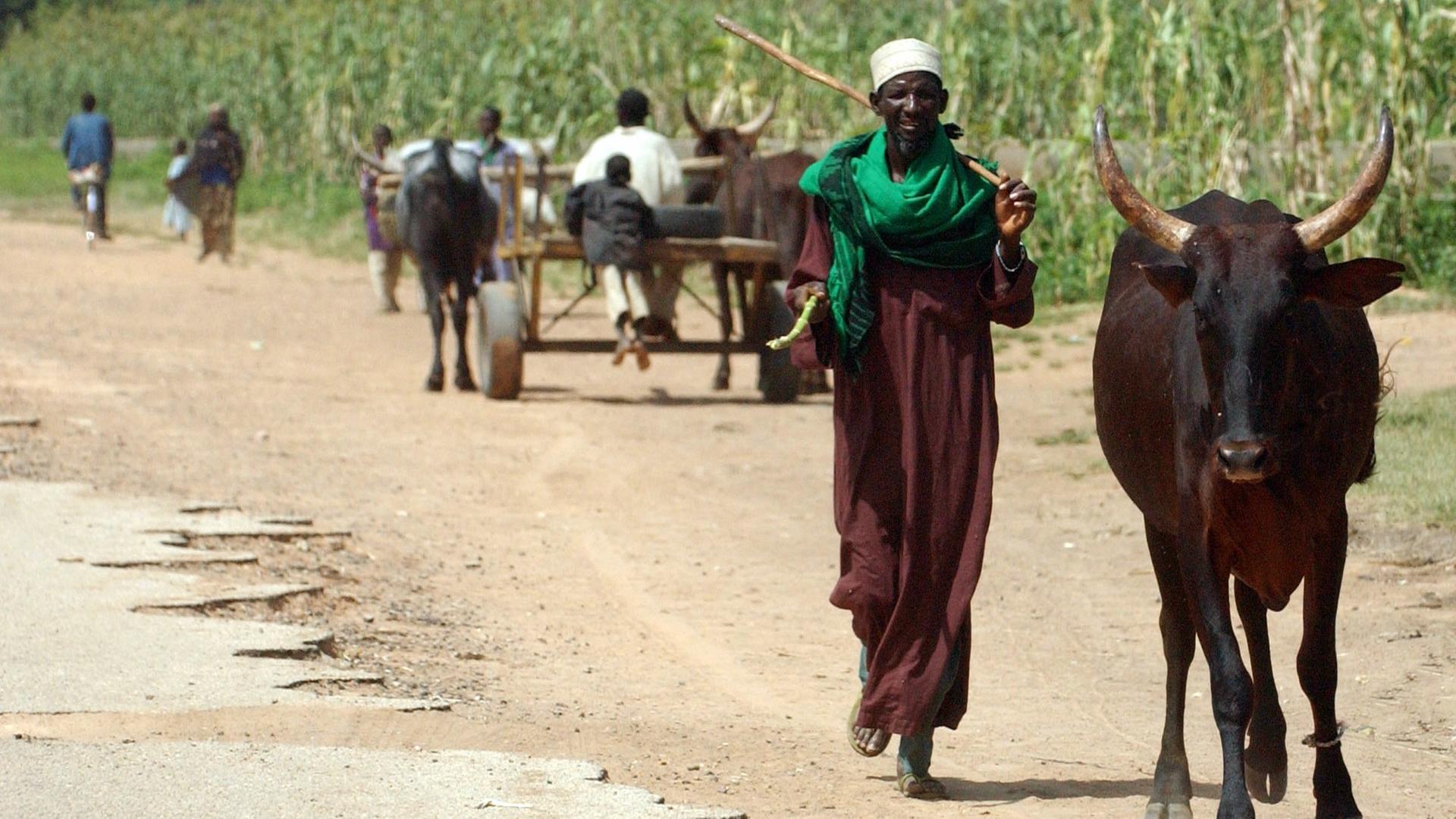 Ein Bauer treibt nahe der Stadt Katsina im Norden von Nigeria sein Rind über eine Straße. Im Hintergrund sind weitere Bauern mit einem Ochsenkarren.