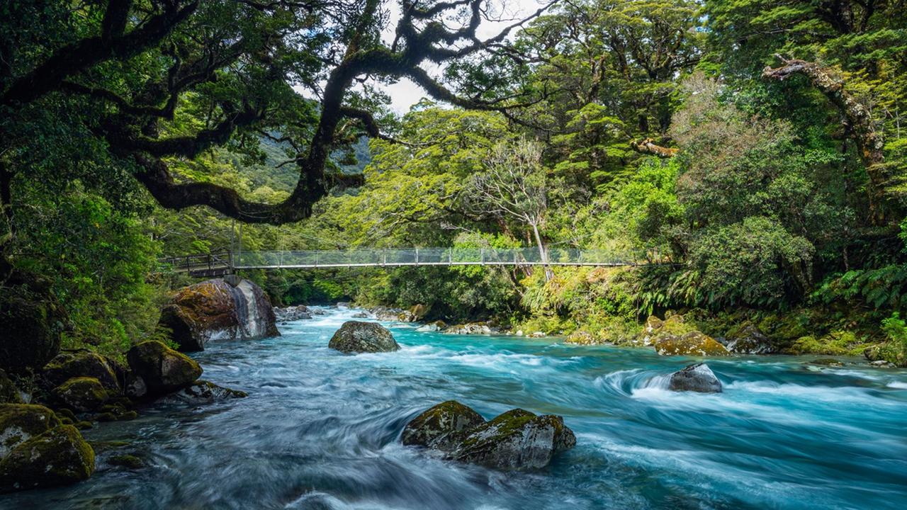 Durch einen Wald fließt ein Fluss. Durch einen Wald fließt ein Fluss.