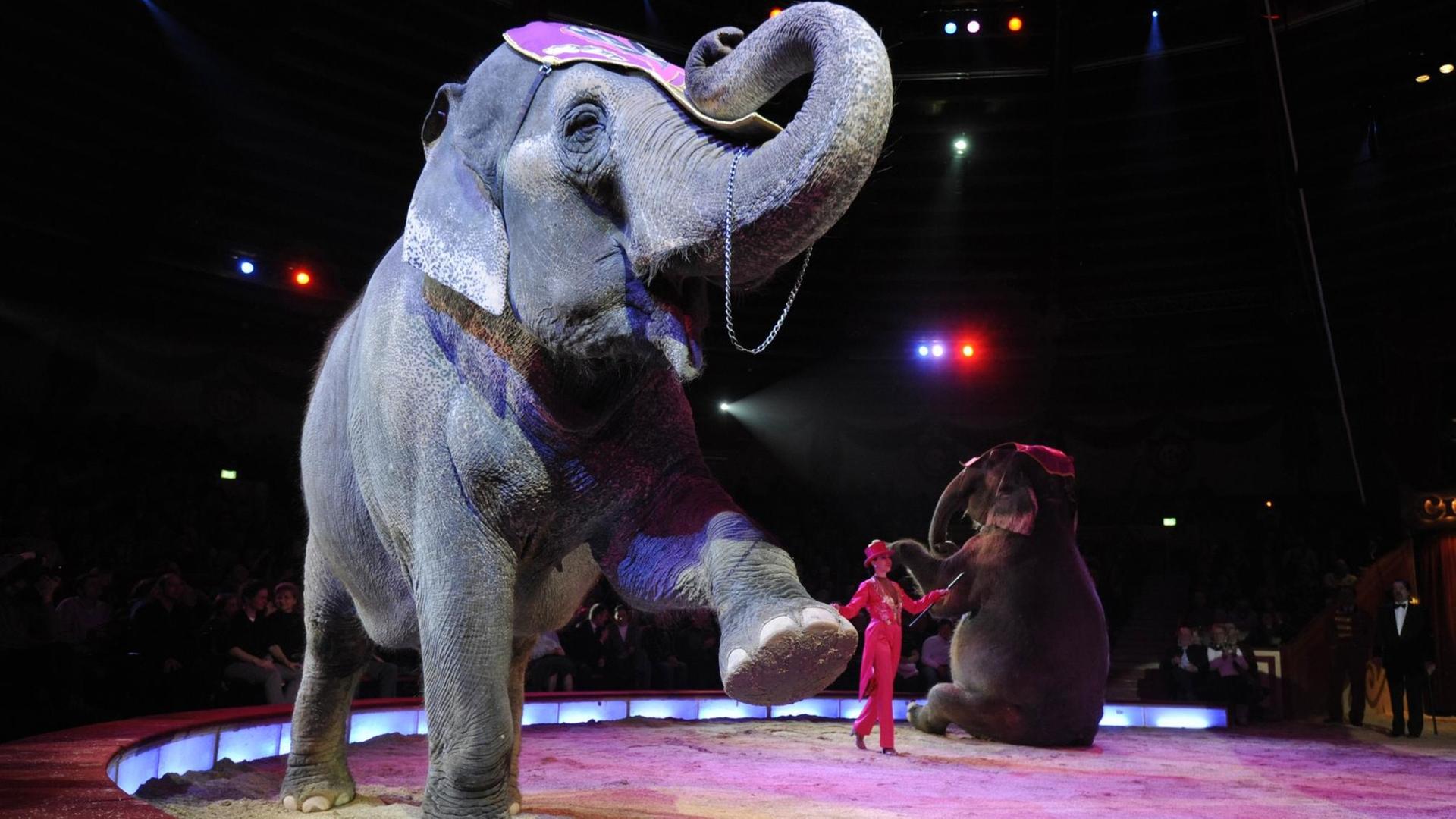 Ein Elefant in der Manege, er hebt ein Vorderbein Ein Elefant in der Manege, er hebt ein Vorderbein