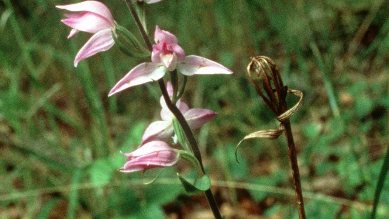 Das Rote Waldvöglein (Cephalanthera rubra) (Orchidee des Jahres 2000) wächst in trockenen bis frischen Laub- und Mischwäldern, an Waldsäumen, Waldwege-Böschungen und auf Waldwiesen.