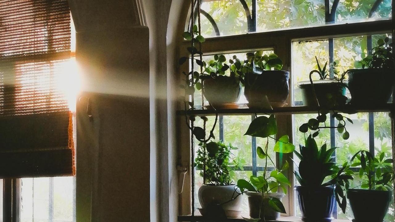 In einem Wohnraum stehen zahlreiche Topfpflanzen auf mehreren Ebenen im Fenster. In einem Wohnraum stehen zahlreiche Topfpflanzen auf mehreren Ebenen im Fenster.