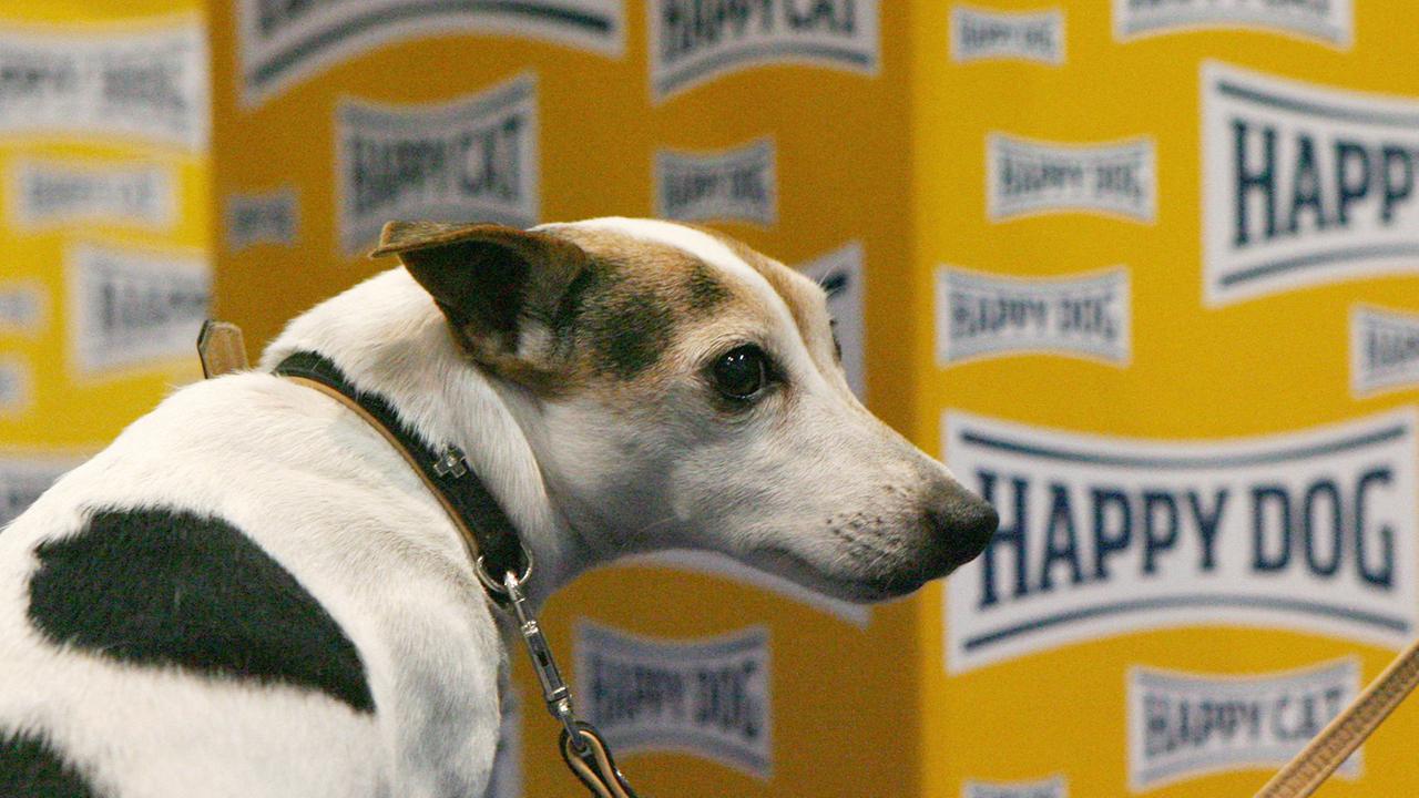 Ein Hund vor einer Packung Hundefutter mit der Aufschrift "Happy Dog".