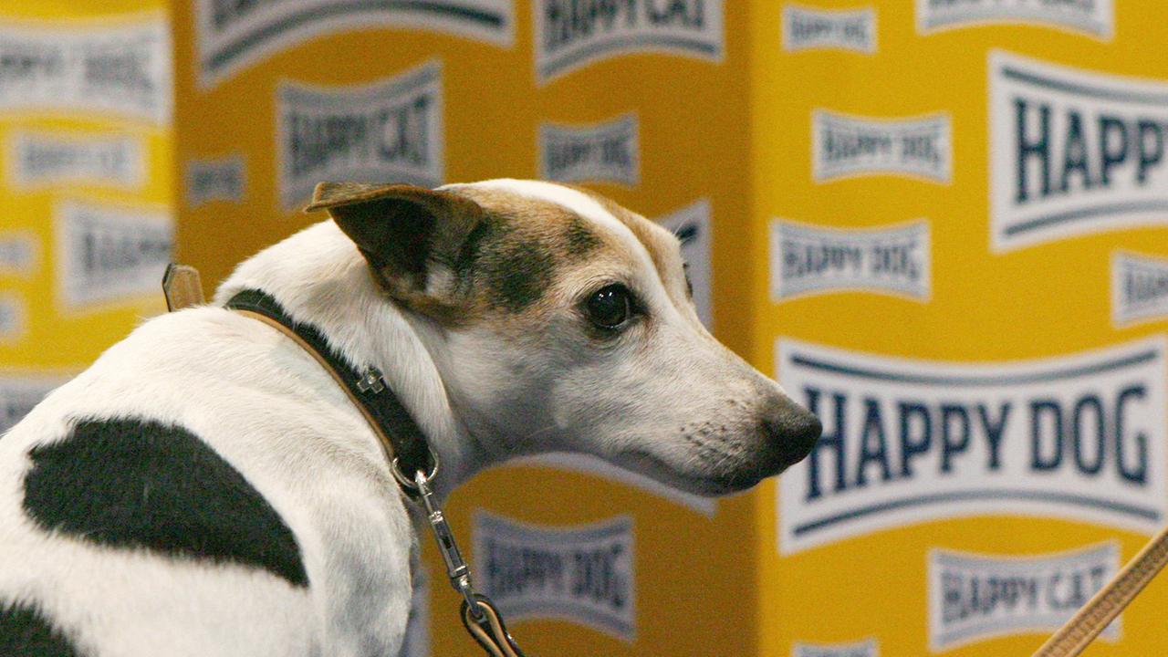 Ein Hund vor einer Packung Hundefutter mit der Aufschrift "Happy Dog". Ein Hund vor einer Packung Hundefutter mit der Aufschrift "Happy Dog".