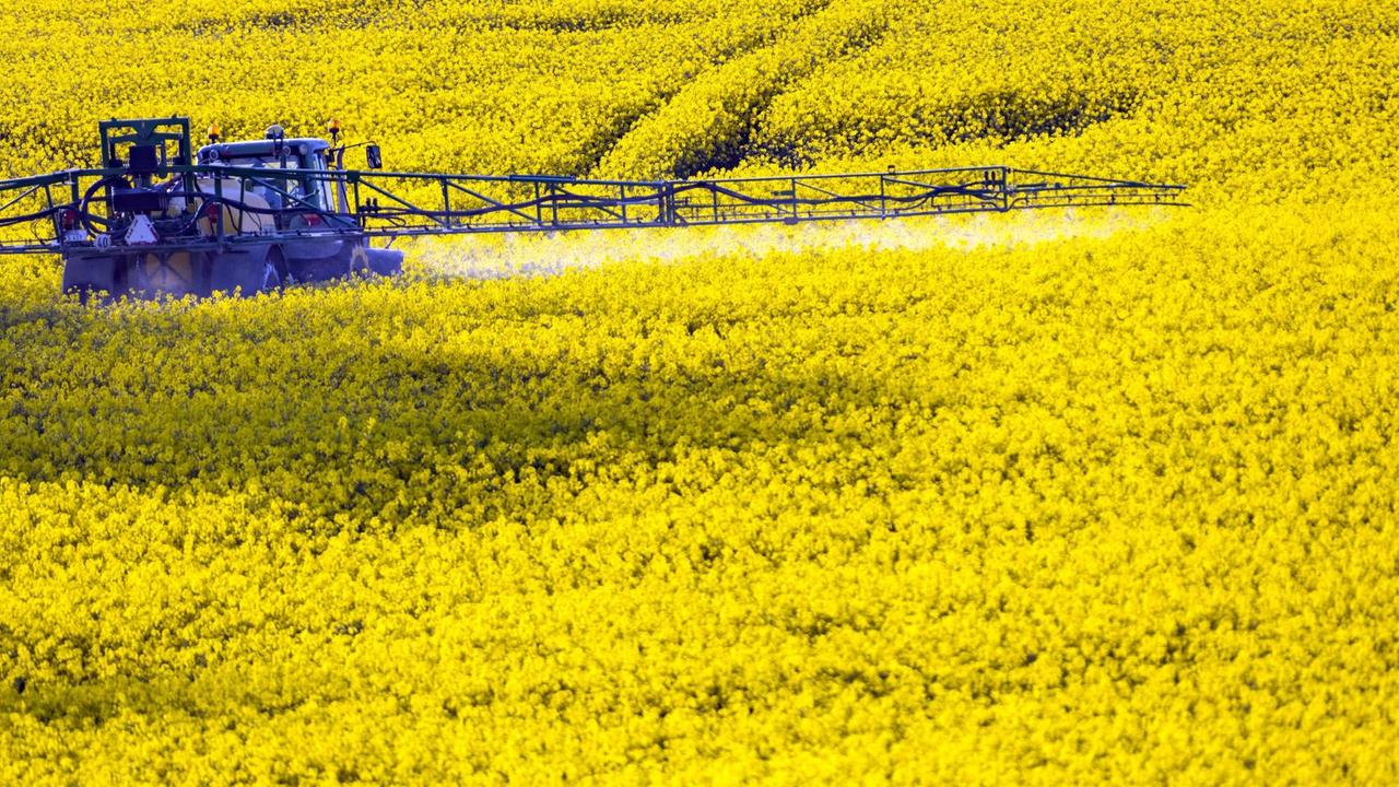 Ein Landwirt verteilt Pflanzenschutzmittel mit einer Pestizidspritze auf einem Rapsfeld Ein Landwirt verteilt Pflanzenschutzmittel mit einer Pestizidspritze auf einem Rapsfeld