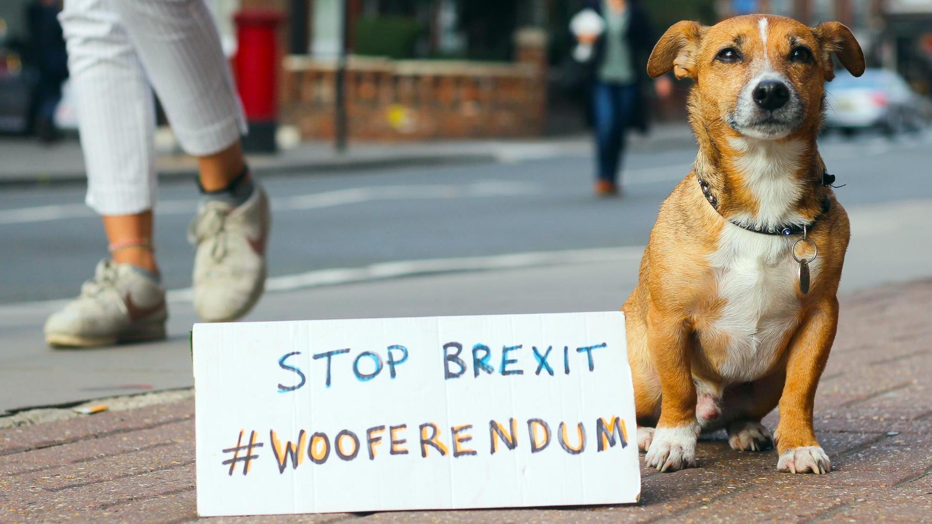 Britische Hunde gegen Brexit: Wooferendum in London: Ein Hund sitzt neben einem Schild, auf dem "Stop Brexit #Wooferendum" steht Britische Hunde gegen Brexit: Wooferendum in London: Ein Hund sitzt neben einem Schild, auf dem "Stop Brexit #Wooferendum" steht