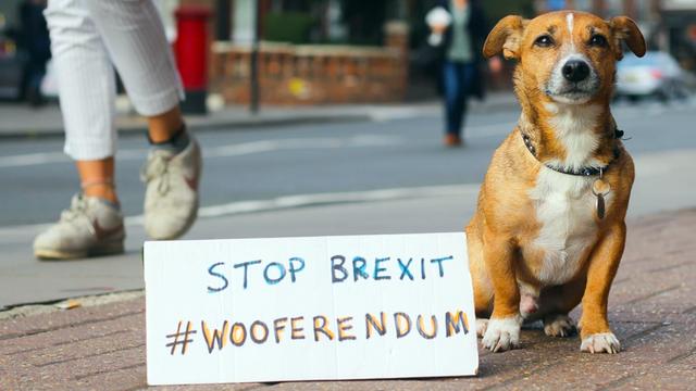 Britische Hunde gegen Brexit: Wooferendum in London: Ein Hund sitzt neben einem Schild, auf dem "Stop Brexit #Wooferendum" steht