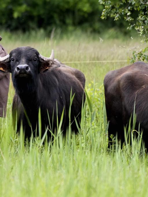 Vier Wasserbüffel und Landwirtin Sonja Moor in Berlin-Wannsee auf der Pfaueninsel