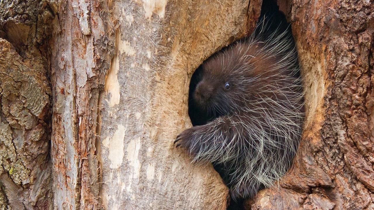 Ein Stachelschwein in einer Baumhöhle. Ein Stachelschwein in einer Baumhöhle.