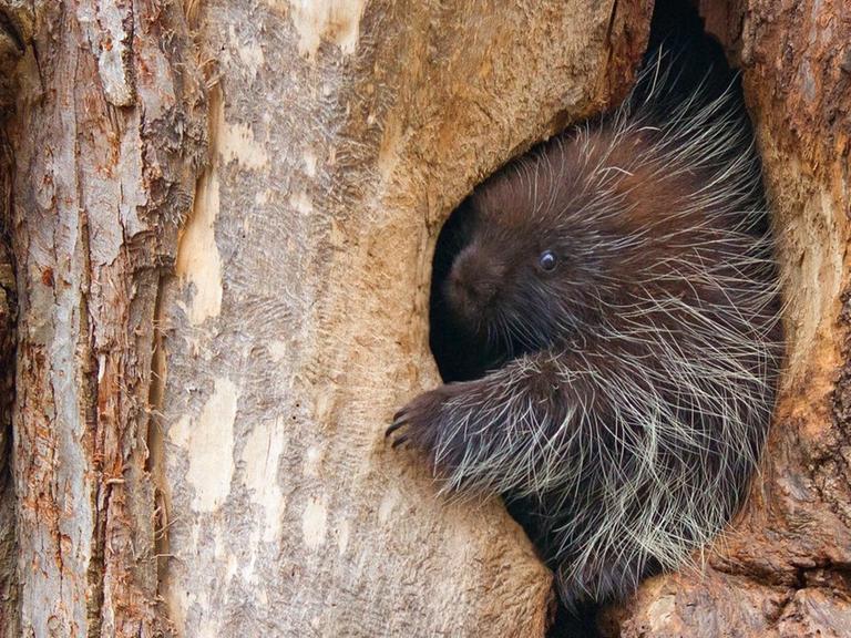 Ein Stachelschwein in einer Baumhöhle.