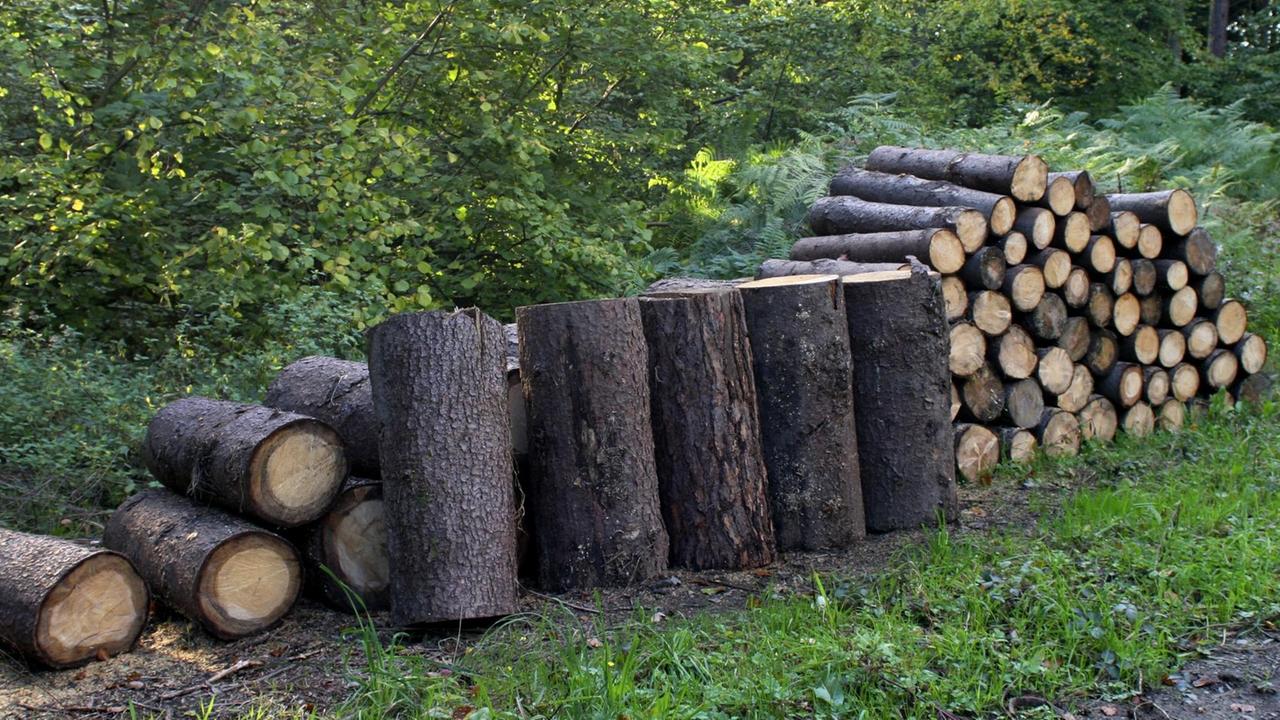 Lagerung von geschnittenem Nadelholz an einem Waldweg. Lagerung von geschnittenem Nadelholz an einem Waldweg.