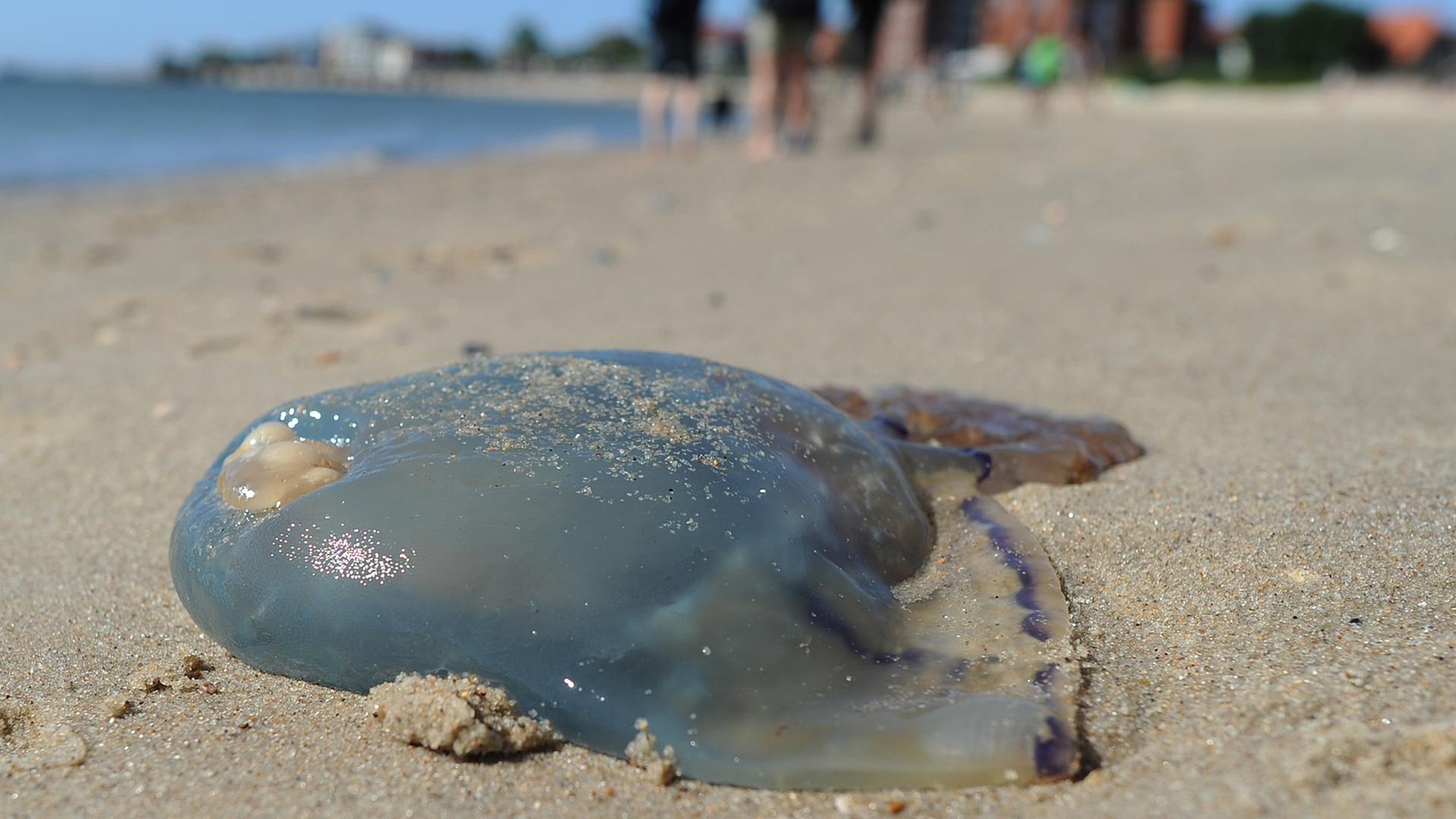Eine tote Qualle liegt am Strand von Wyk auf der Nordseeinsel Föhr. Eine tote Qualle liegt am Strand von Wyk auf der Nordseeinsel Föhr.