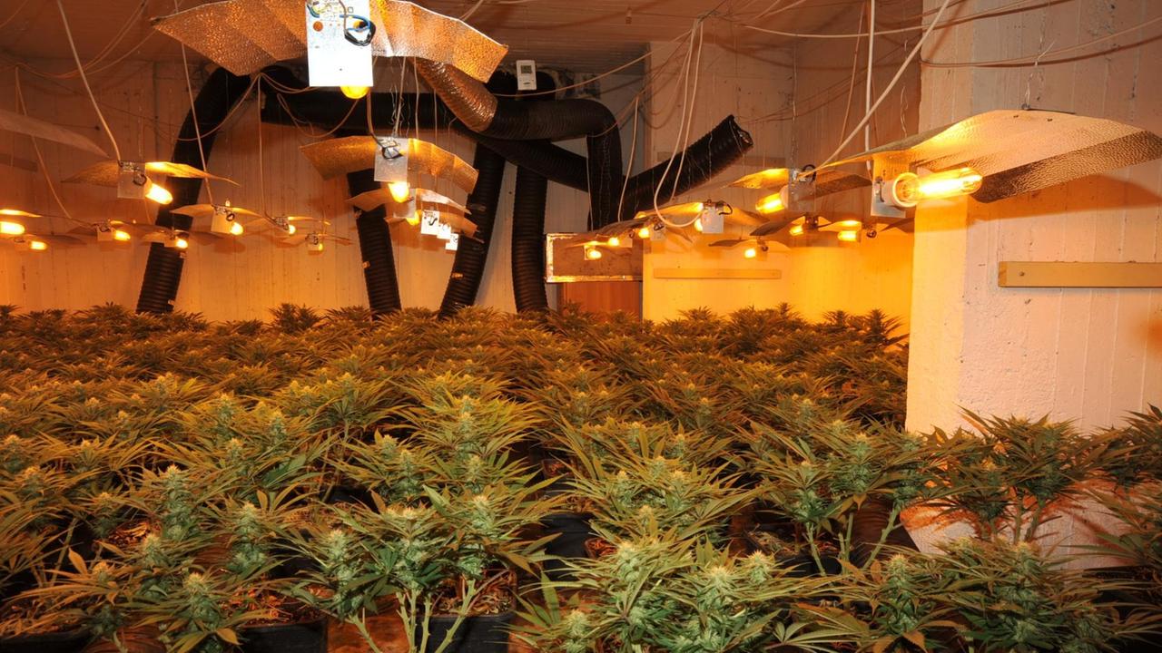 Hanfplantage, fotografiert von der griechischen Polizei Hanfplantage, fotografiert von der griechischen Polizei