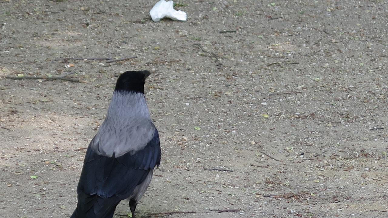Krähen leben auch von dem Müll, der in der Stadt hinterlassen wird. Krähen leben auch von dem Müll, der in der Stadt hinterlassen wird.