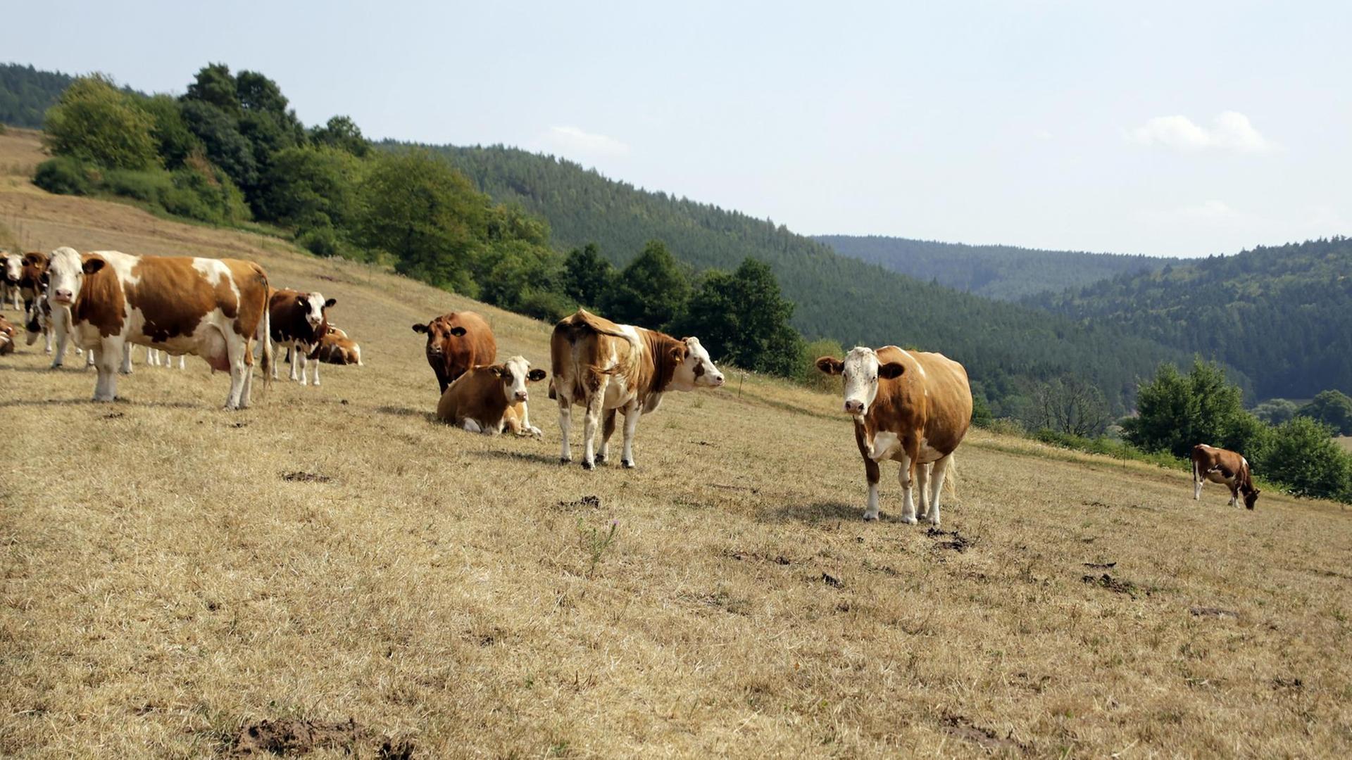 Der Klimawandel schreitet voran. Nach regenreichen Frühjahren folgen immer häufiger heiße Sommermonate, die zu großer Trockenheit führen und insbesondere Weidetiere schaden (12.08.2015). Der Klimawandel schreitet voran. Nach regenreichen Frühjahren folgen immer häufiger heiße Sommermonate, die zu großer Trockenheit führen und insbesondere Weidetiere schaden (12.08.2015).