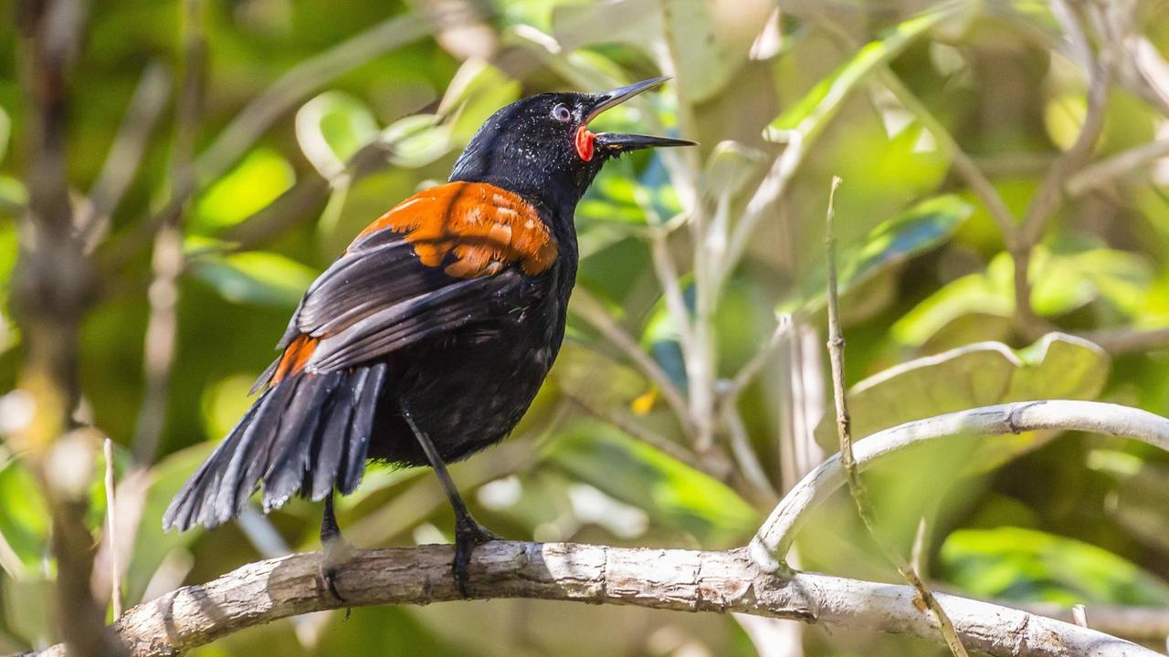 Ein Vogel singt auf der Insel Ulva Island. Ein Vogel singt auf der Insel Ulva Island.