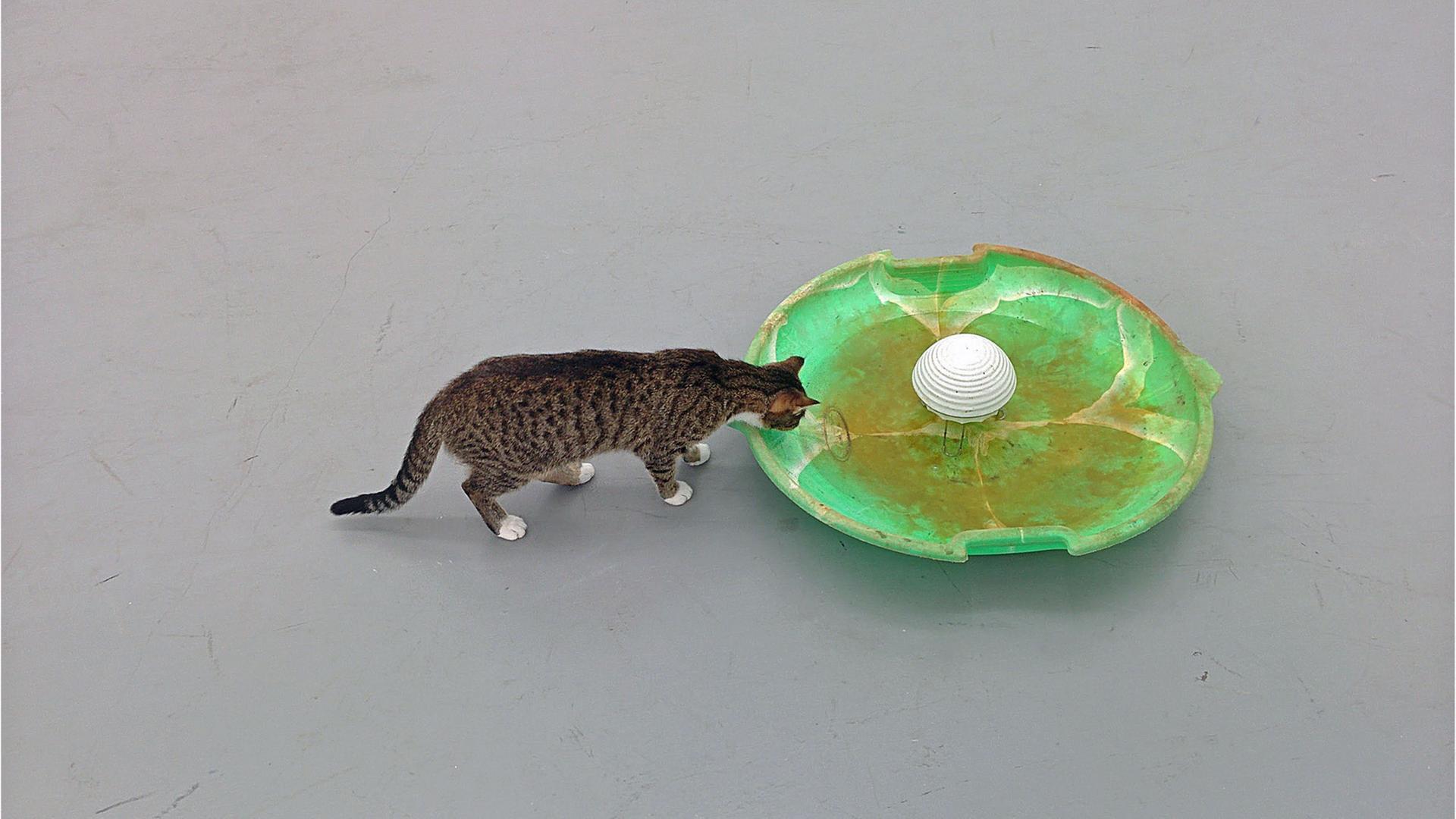 Flocke, die Hofkatze des Neuenkirchener Kunstvereins Springhornhof, trinkt aus dem Exponat des dänischen Künstlers Tue Greenfort. Flocke, die Hofkatze des Neuenkirchener Kunstvereins Springhornhof, trinkt aus dem Exponat des dänischen Künstlers Tue Greenfort.