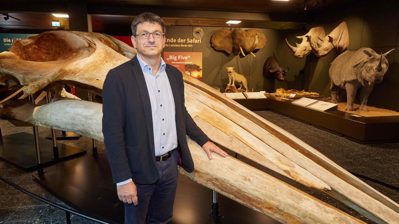 Matthias Glaubrecht, Direktor Centrum für Naturkunde (CeNak), steht im Eingangsbereich zum Zoologischen Museum vor dem Skelett eines Finnwals. Multimedia-Installation "Walross Antje"