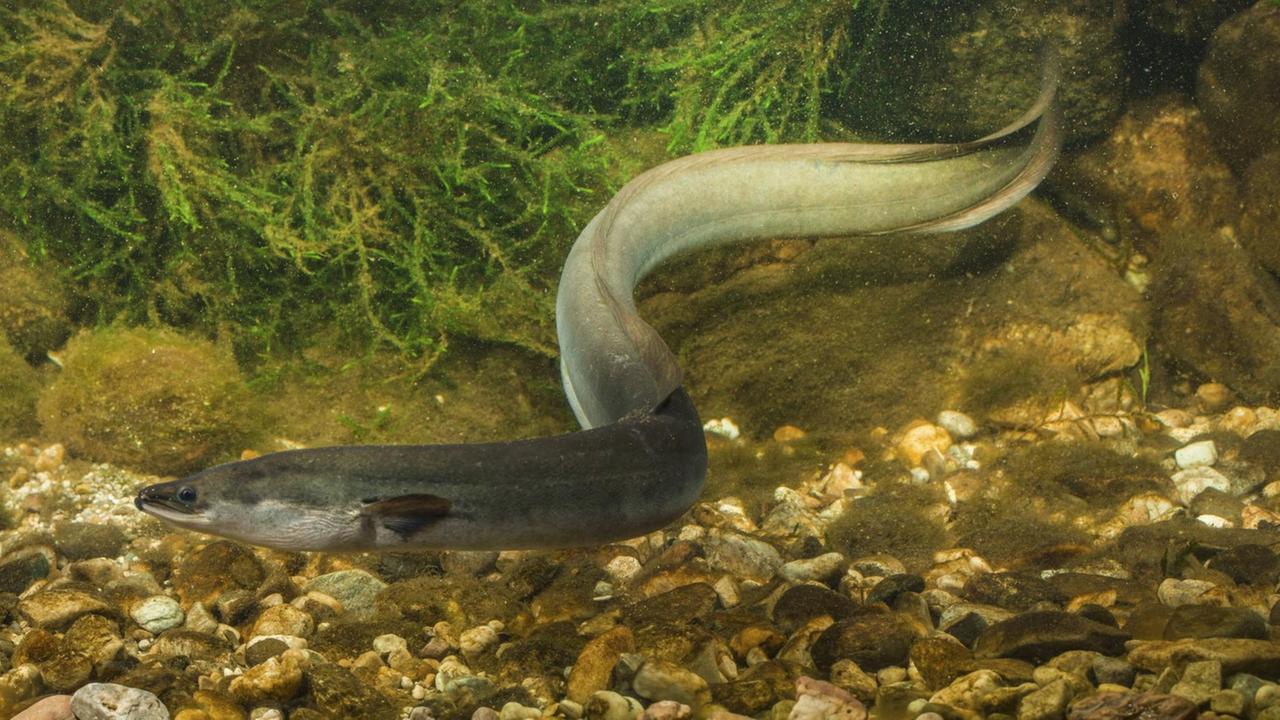 Der Europäische Fluss - Aal (Anguilla anguilla) laicht tausende Kilometer von Europa entfernt im offenen Meer Der Europäische Fluss - Aal (Anguilla anguilla) laicht tausende Kilometer von Europa entfernt im offenen Meer