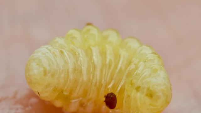 Eine Varroamilbe (kleiner, dunkler Punkt) auf einer Bienenlarve.