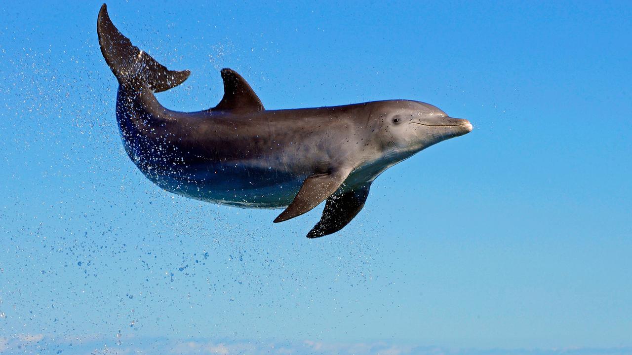 Delfin an der Küste der Bahamas.