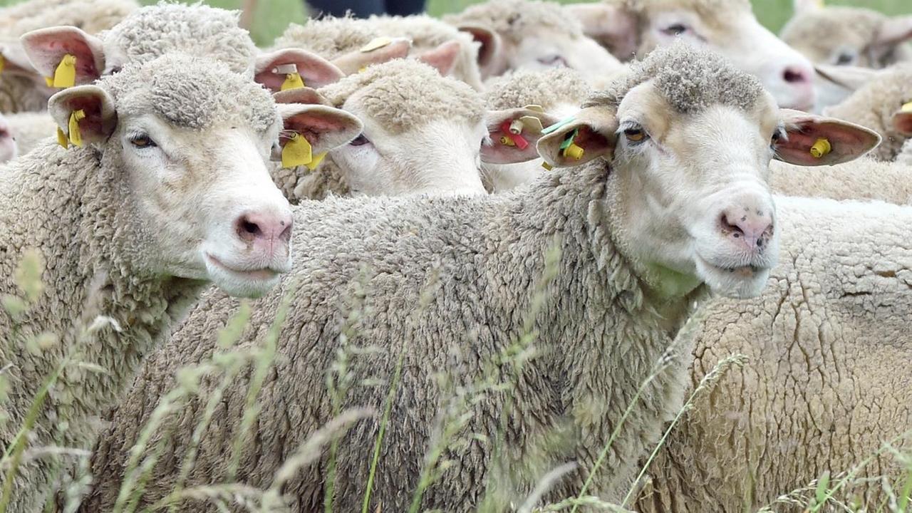 Auf den Wiesen des Landgutes Krosigk bei Brachwitz (Sachsen-Anhalt) führt die angehende Schäferin Cindy Schröder aus Orlamünde in Thüringen am 02.06.2016 Schafe der Rasse Ile de France über das Hütegelände. Auf den Wiesen des Landgutes Krosigk bei Brachwitz (Sachsen-Anhalt) führt die angehende Schäferin Cindy Schröder aus Orlamünde in Thüringen am 02.06.2016 Schafe der Rasse Ile de France über das Hütegelände.