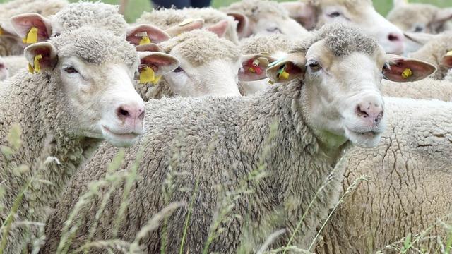 Auf den Wiesen des Landgutes Krosigk bei Brachwitz (Sachsen-Anhalt) führt die angehende Schäferin Cindy Schröder aus Orlamünde in Thüringen am 02.06.2016 Schafe der Rasse Ile de France über das Hütegelände.